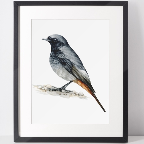 Redstart Bird Wall Art Watercolor Illustration Print Poster Card Unframed - Picture 2 of 7